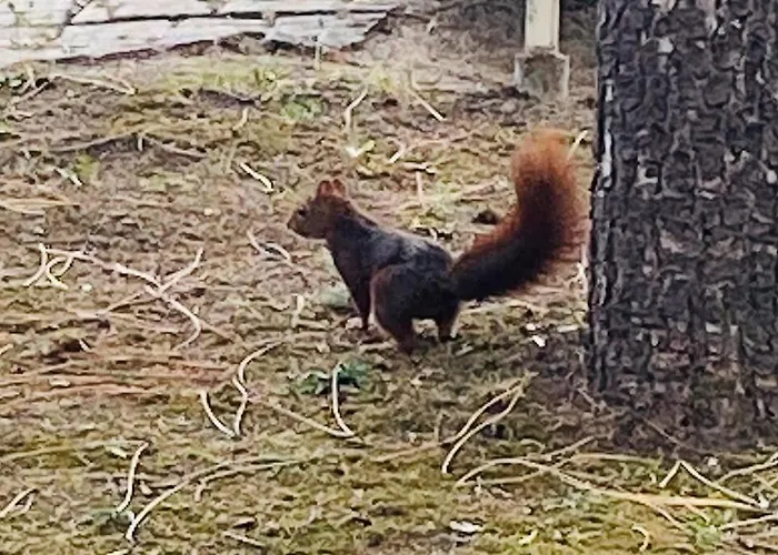 Tatil Evi La Raboliere Quartier Lajarrige A *