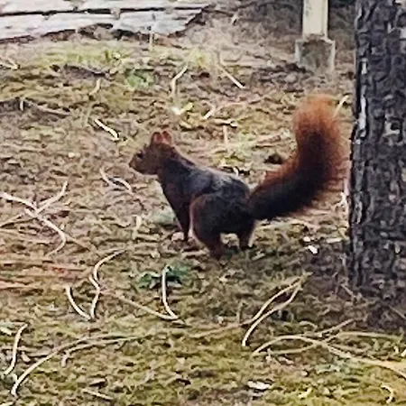 Σπίτι διακοπών La Raboliere Quartier Lajarrige A *